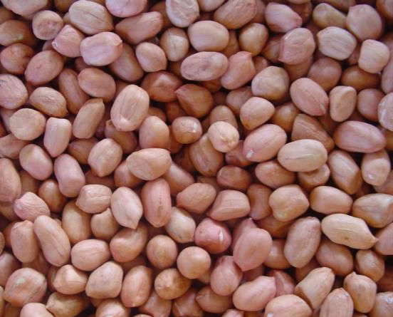Round type peanut kernels
