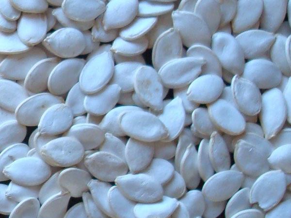 pumpkin seed